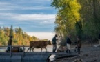 17h45 - First Cow