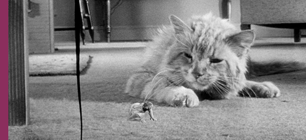 L’Homme qui rétrécit (The Incredible Shrinking Man)