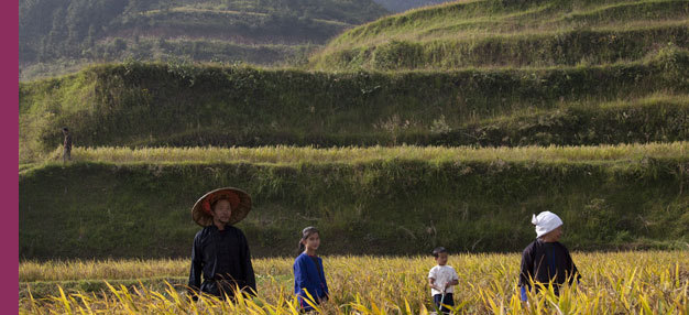 La Rizière La Rizière