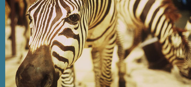 Un animal des animaux Un animal des animaux