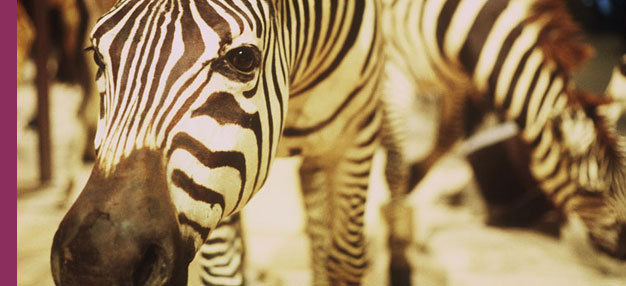Un animal des animaux Un animal des animaux