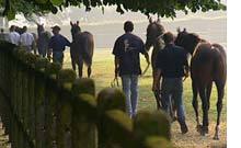 TANT QU'IL Y AURA DES CHEVAUX TANT QU'IL Y AURA DES CHEVAUX
