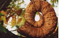 RIVERS AND TIDES RIVERS AND TIDES