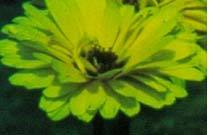 LA PERCEPTION REHAUSSÉE PAR LE PHOTOGRAMME LA PERCEPTION REHAUSSÉE PAR LE PHOTOGRAMME