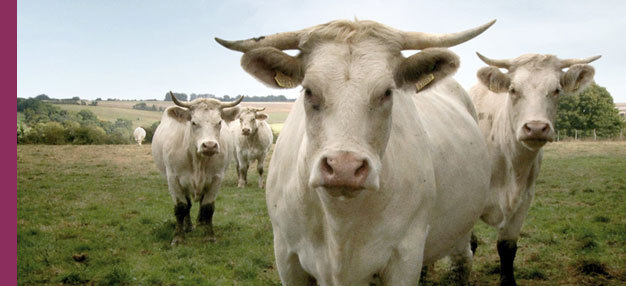 Bovines (ou la vraie vie des vaches) Bovines (ou la vraie vie des vaches)