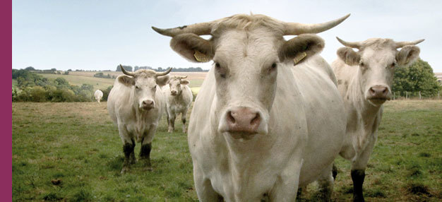 Bovines (ou la vraie vie des vaches)