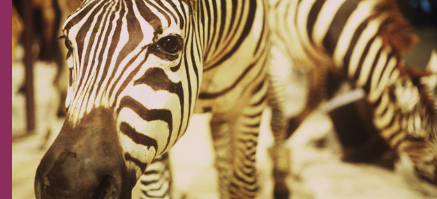 Un Animal des animaux Un Animal des animaux