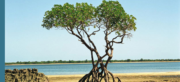 Arbres Arbres