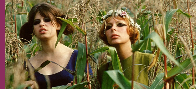 Les Petites marguerites (Sedmikrasky)  Les Petites marguerites (Sedmikrasky)