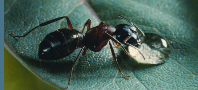 Microcosmos Microcosmos