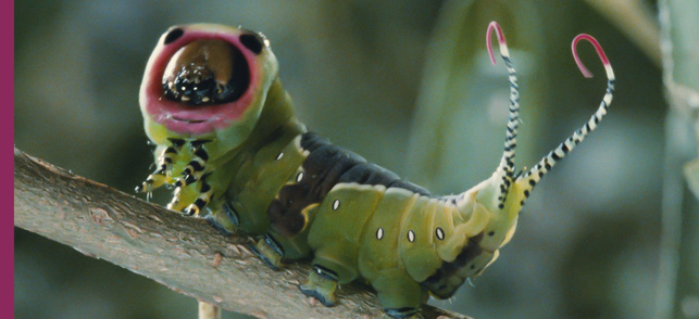 Microcosmos Microcosmos