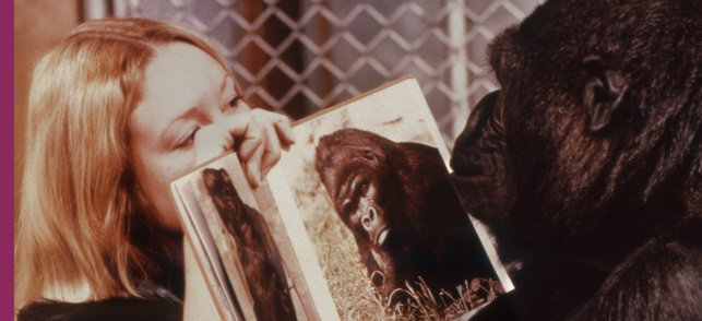 Koko, le gorille qui parle