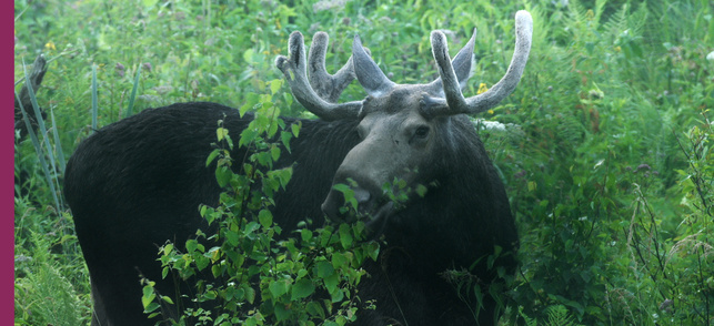 Dans les bois Dans les bois