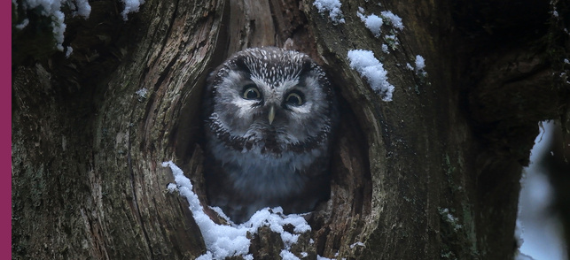 Le Chant des forêts