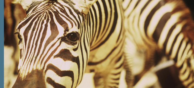 Un animal, des animaux