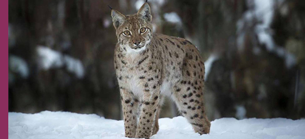 Lynx