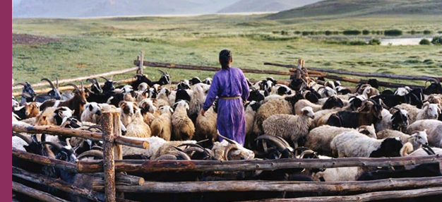 Le Chien jaune de Mongolie