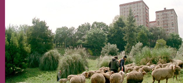 Les Mille et une Nuits • Volume 2, Le Désolé Les Mille et une Nuits • Volume 2, Le Désolé