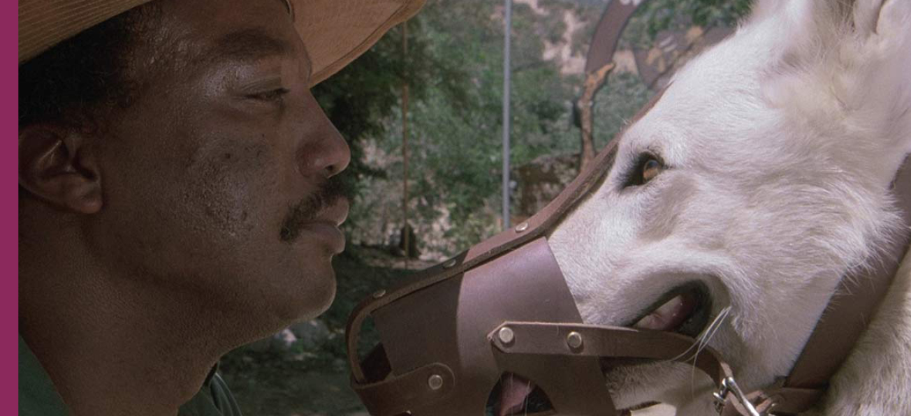 Dressé pour tuer (White Dog)