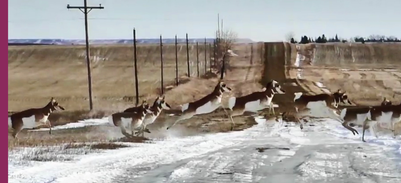 Programme de courts métrages (Churchill, Polar Bear Town / Sauvage / Les Antilopes)