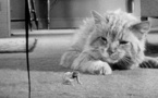 L’Homme qui rétrécit (The Incredible Shrinking Man)