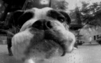 Heart of a Dog	