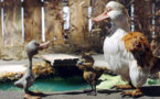 Le Vilain petit Canard