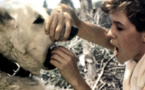 Dressé pour tuer (White dog)