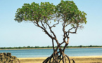 Gratuit joue sur "Arbres"