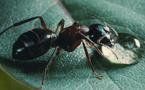 Microcosmos