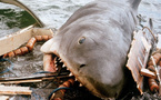 Les Dents de la mer (Jaws)