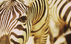 Un animal, des animaux