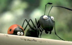 Minuscule - La vallée des fourmis perdues