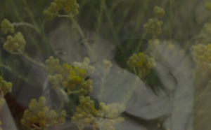 L'Âcre parfum des immortelles
