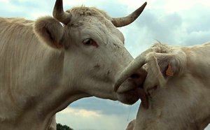Bovines (+ analyse)